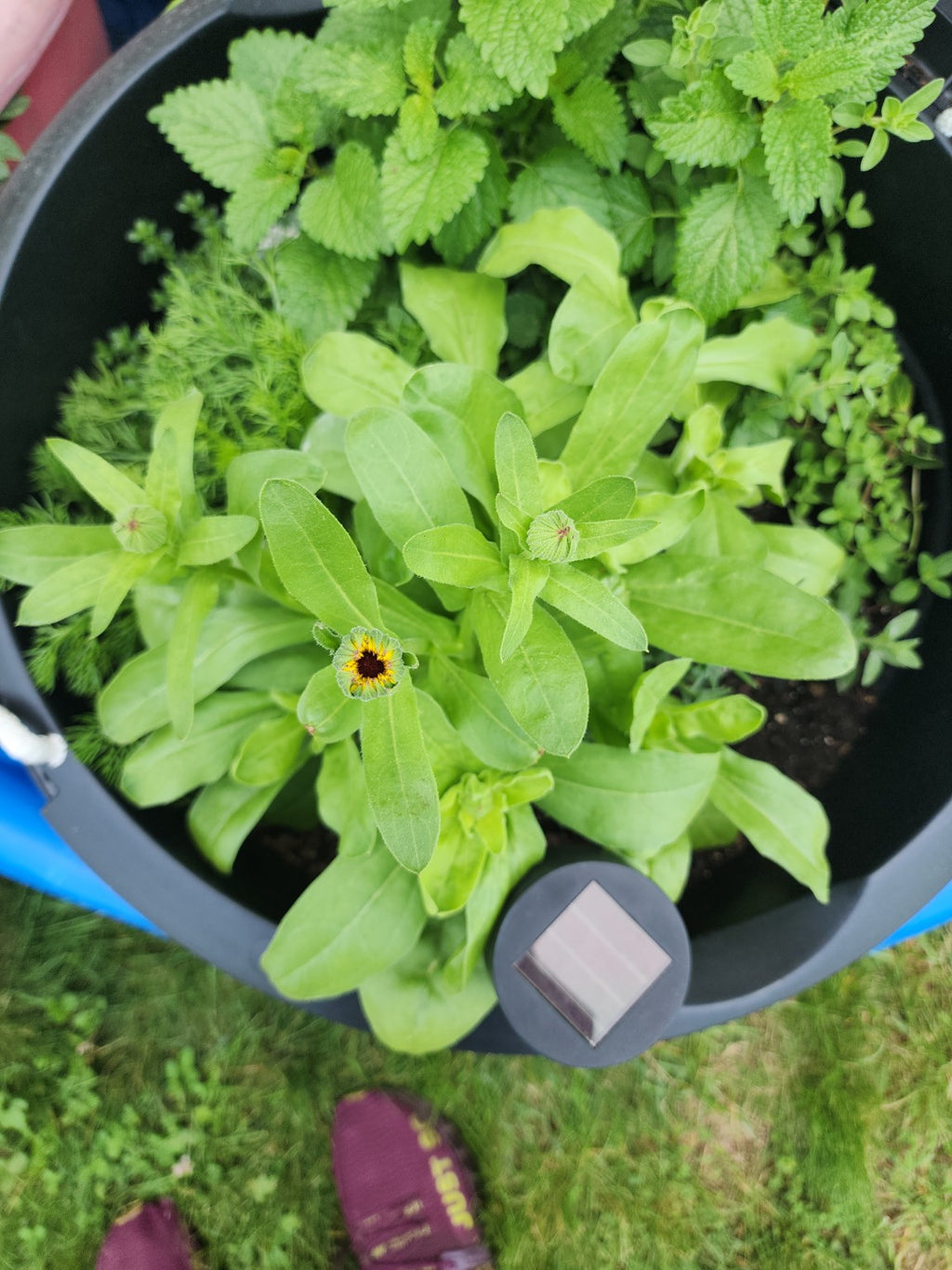 Calendula Seed