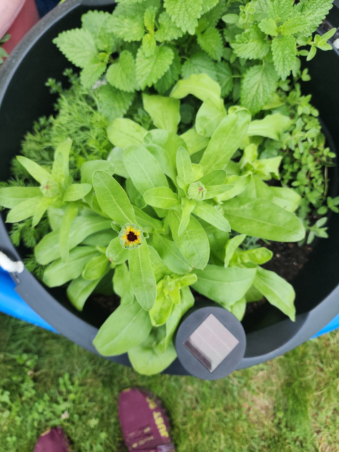 Calendula Seed