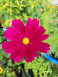 Cosmos Seed