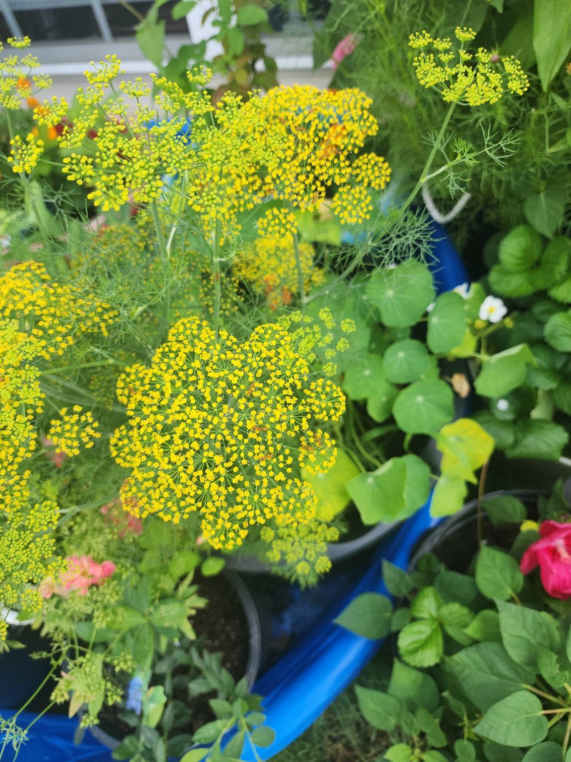 Dill Seed