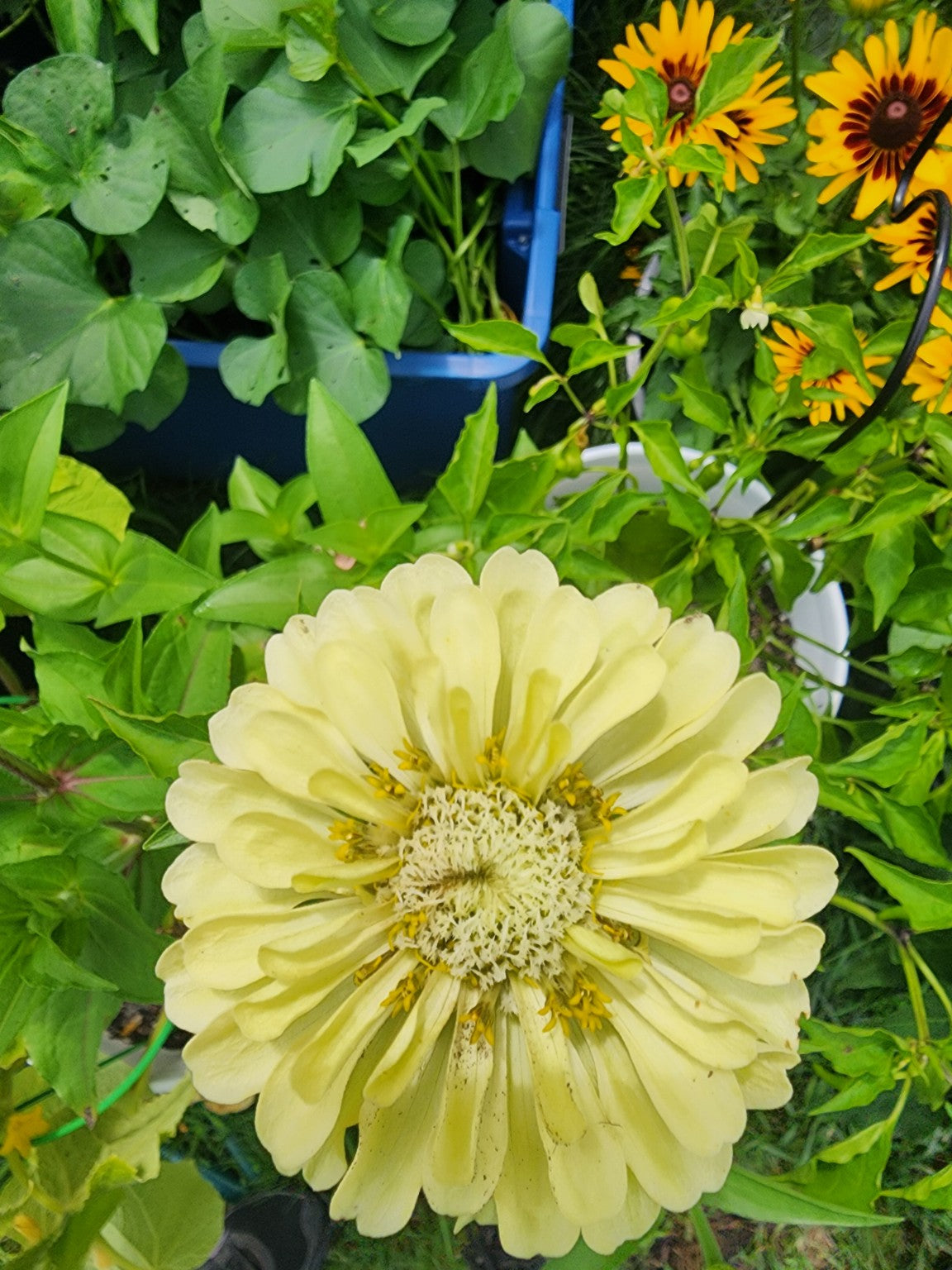 Green Envy Zinnia Seed