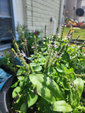 Holy Basil (Tulsi) Seed