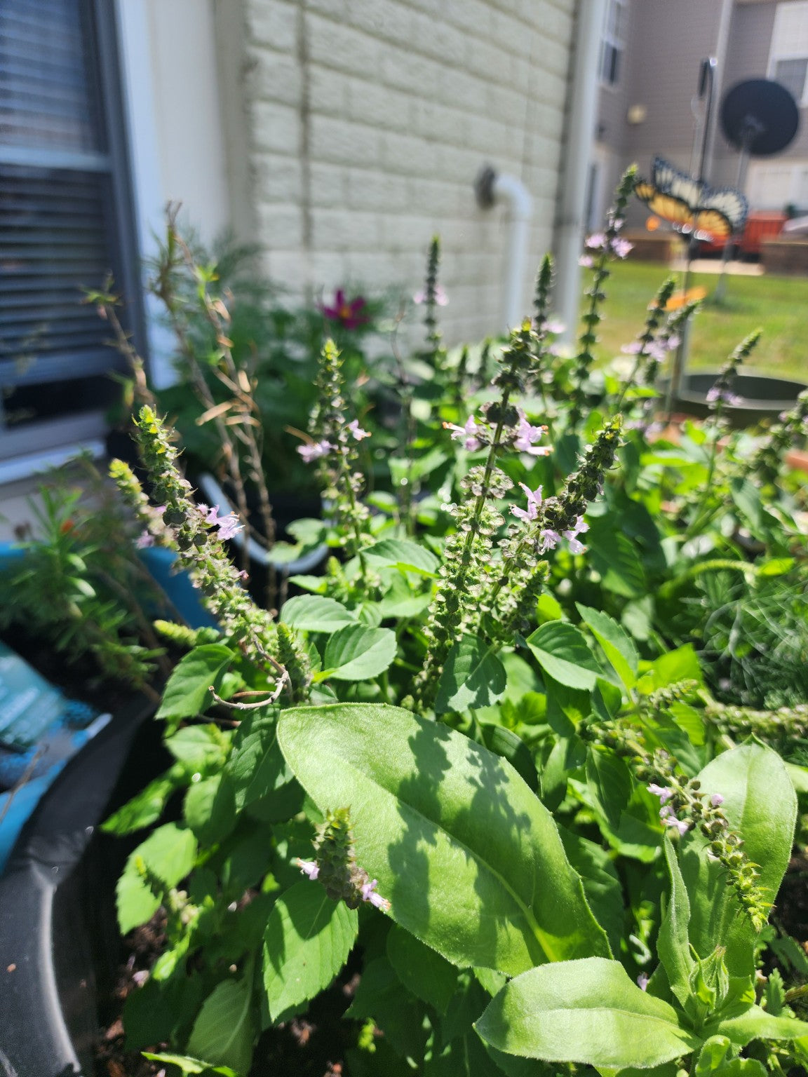 Holy Basil (Tulsi) Seed
