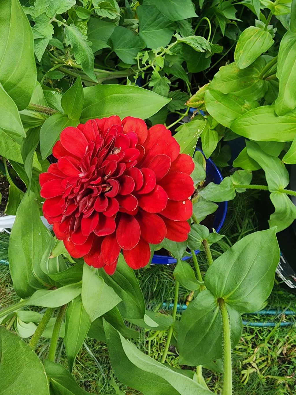 Intense Red Zinnia Seed