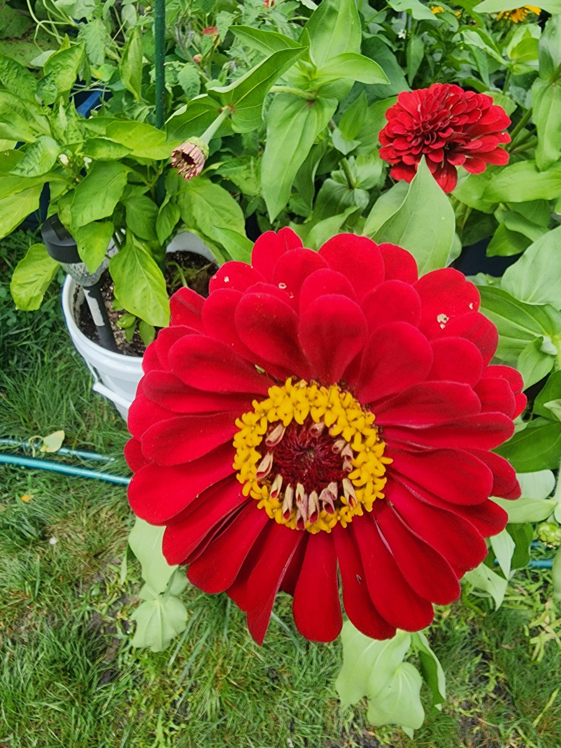 Intense Red Zinnia Seed