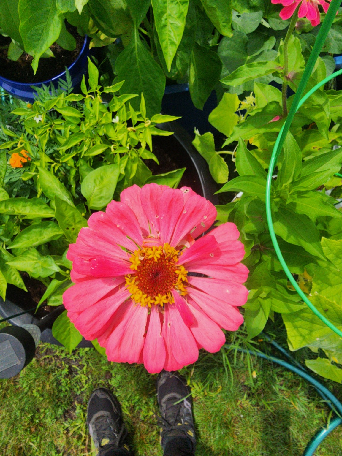 Luminous Pink Zinnia Seeds