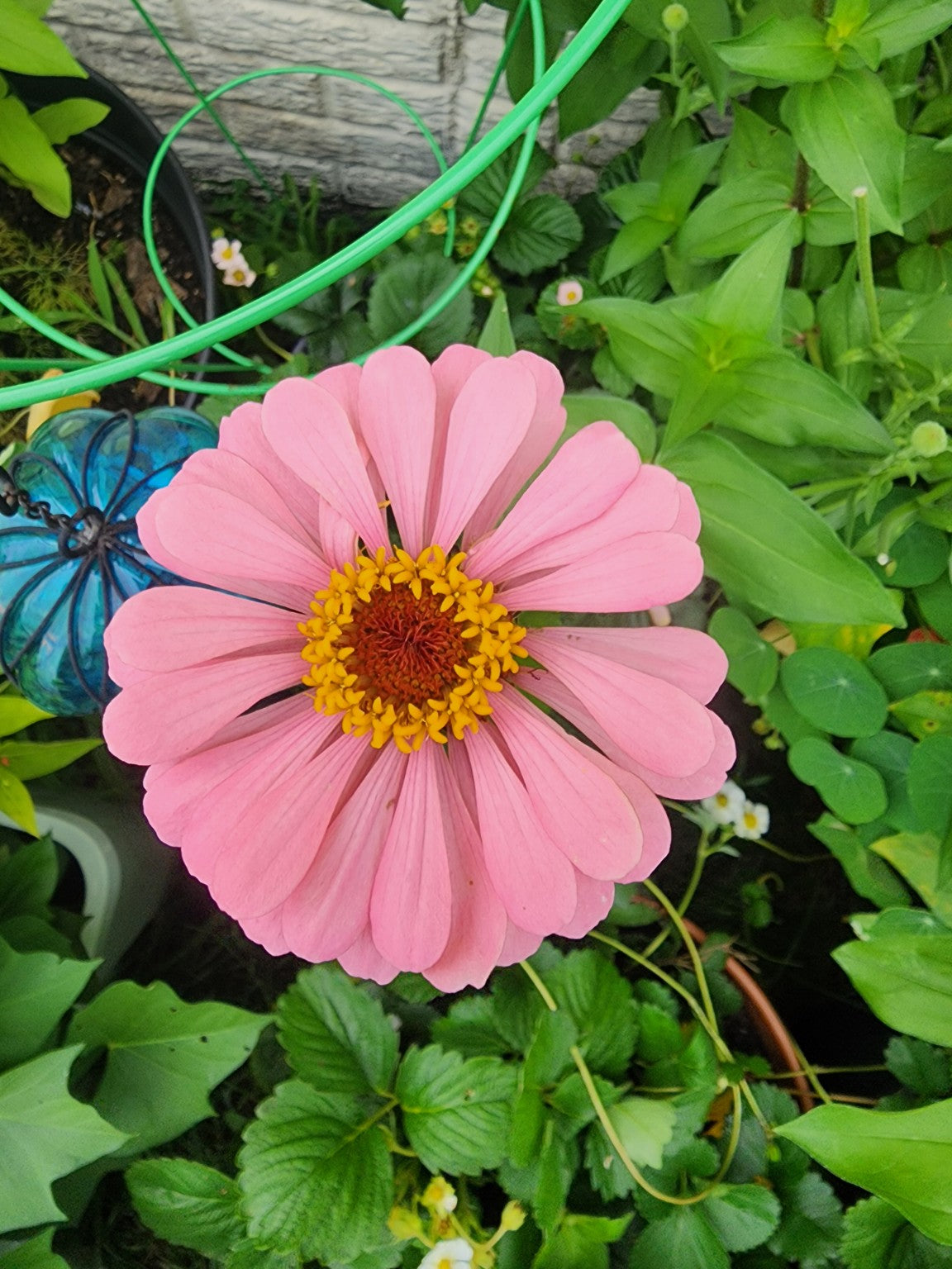 Luminous Pink Zinnia Seeds