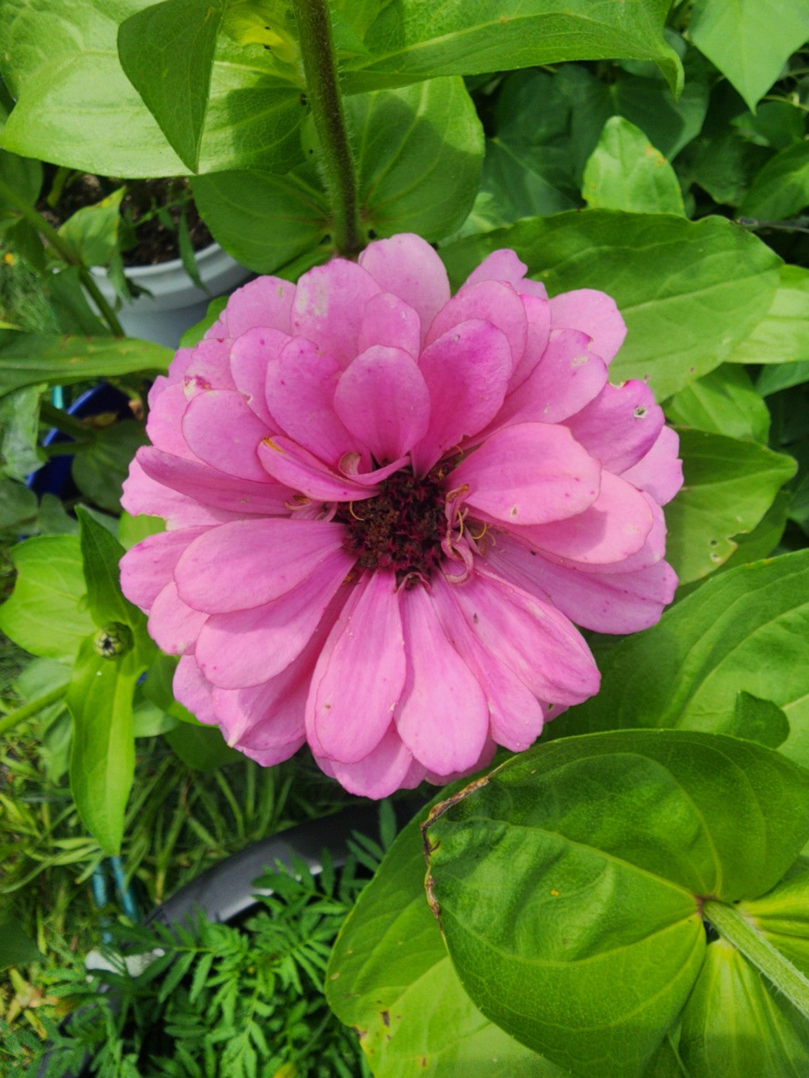 Luminous Pink Zinnia Seeds