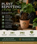 Houseplant Repotting Service | Fredericksburg VA | Melanated Eden