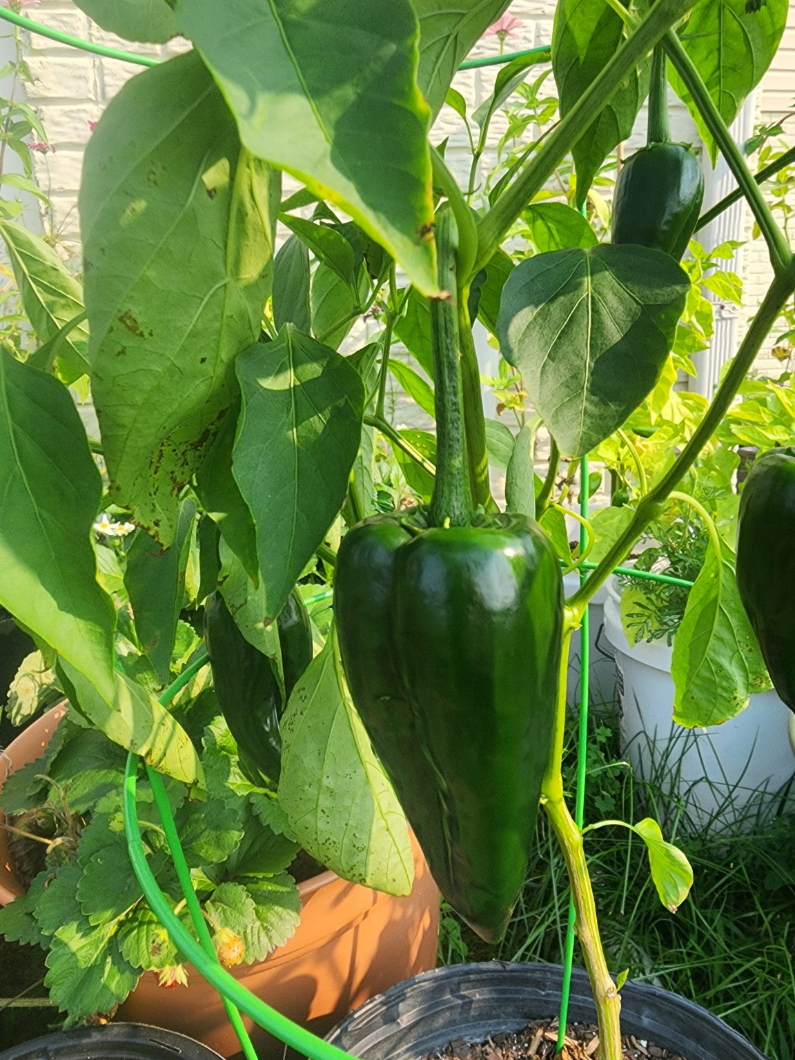 Our Poblano Pepper seeds are saved from productive plants grown in our Virginia garden. This parent plant produced large, deep-green peppers throughout the growing season.