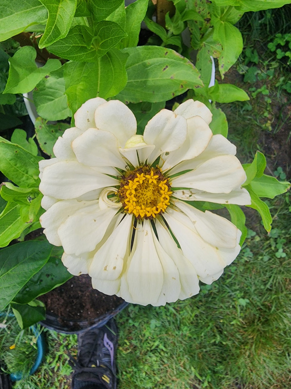 Green Envy Zinnia Seed