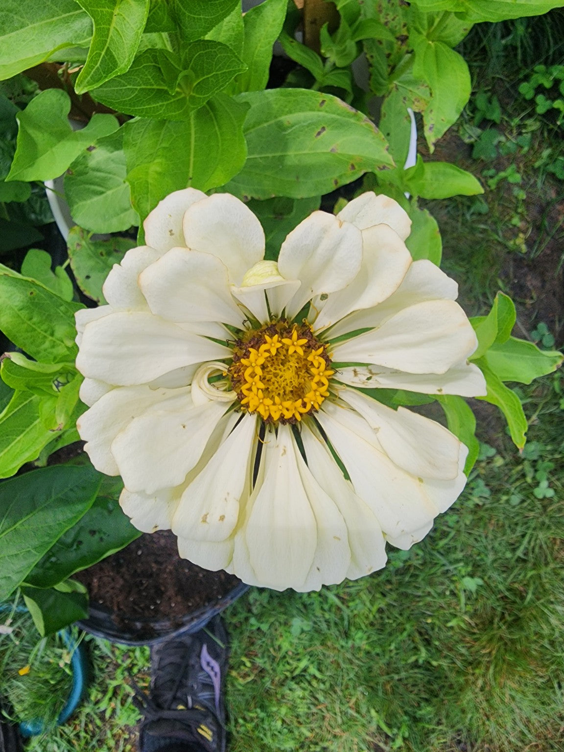 Green Envy Zinnia Seed