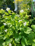Four O'Clocks – Mixed Colors Seed