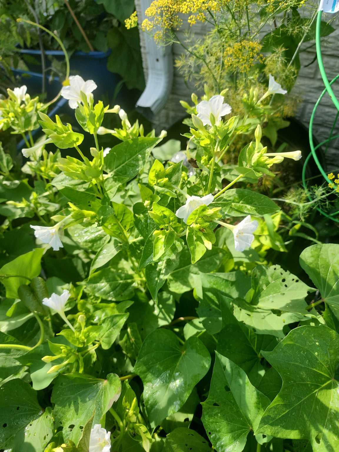 Four O'Clocks – Mixed Colors Seed