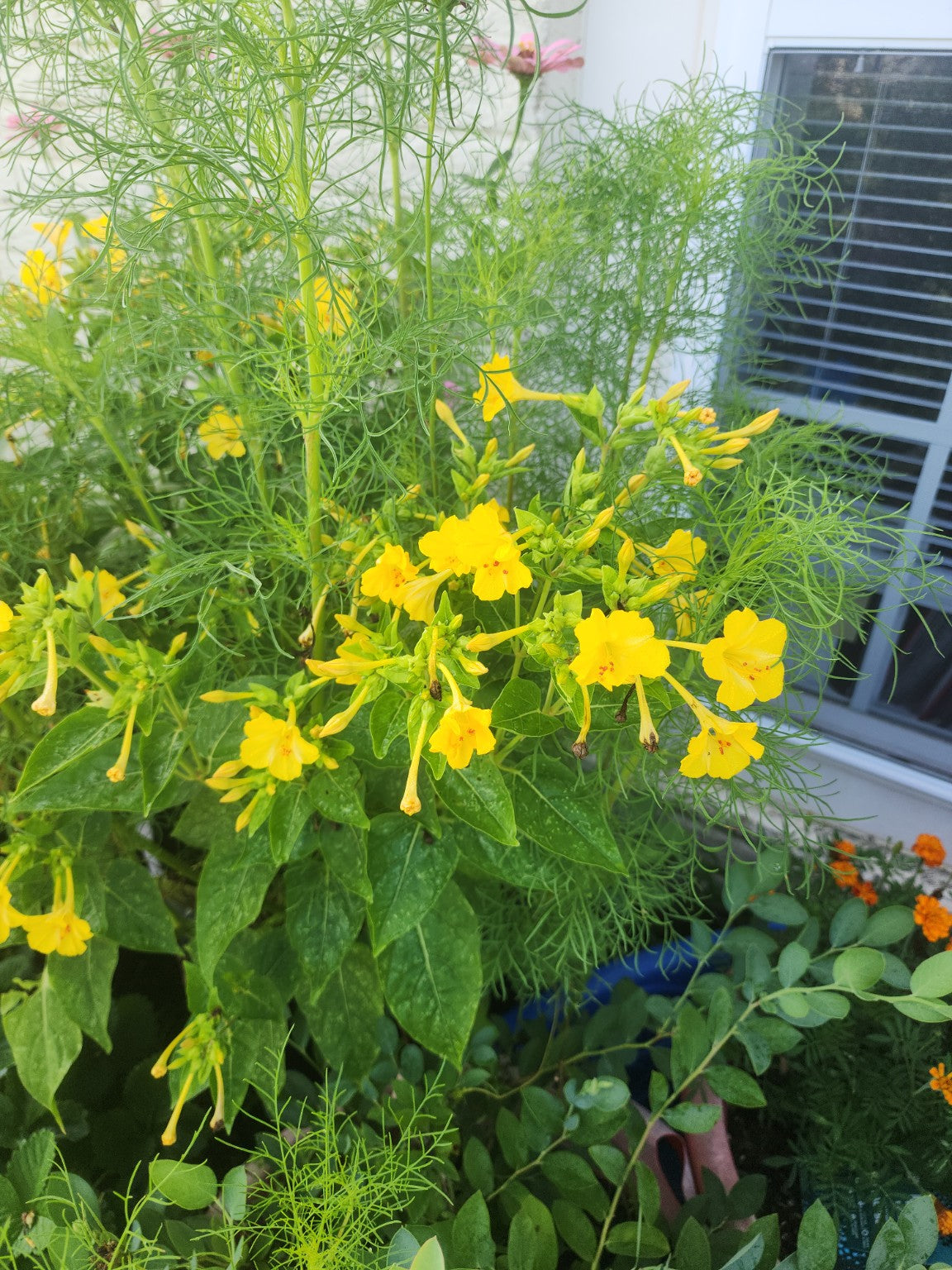Four O'Clocks – Mixed Colors Seed