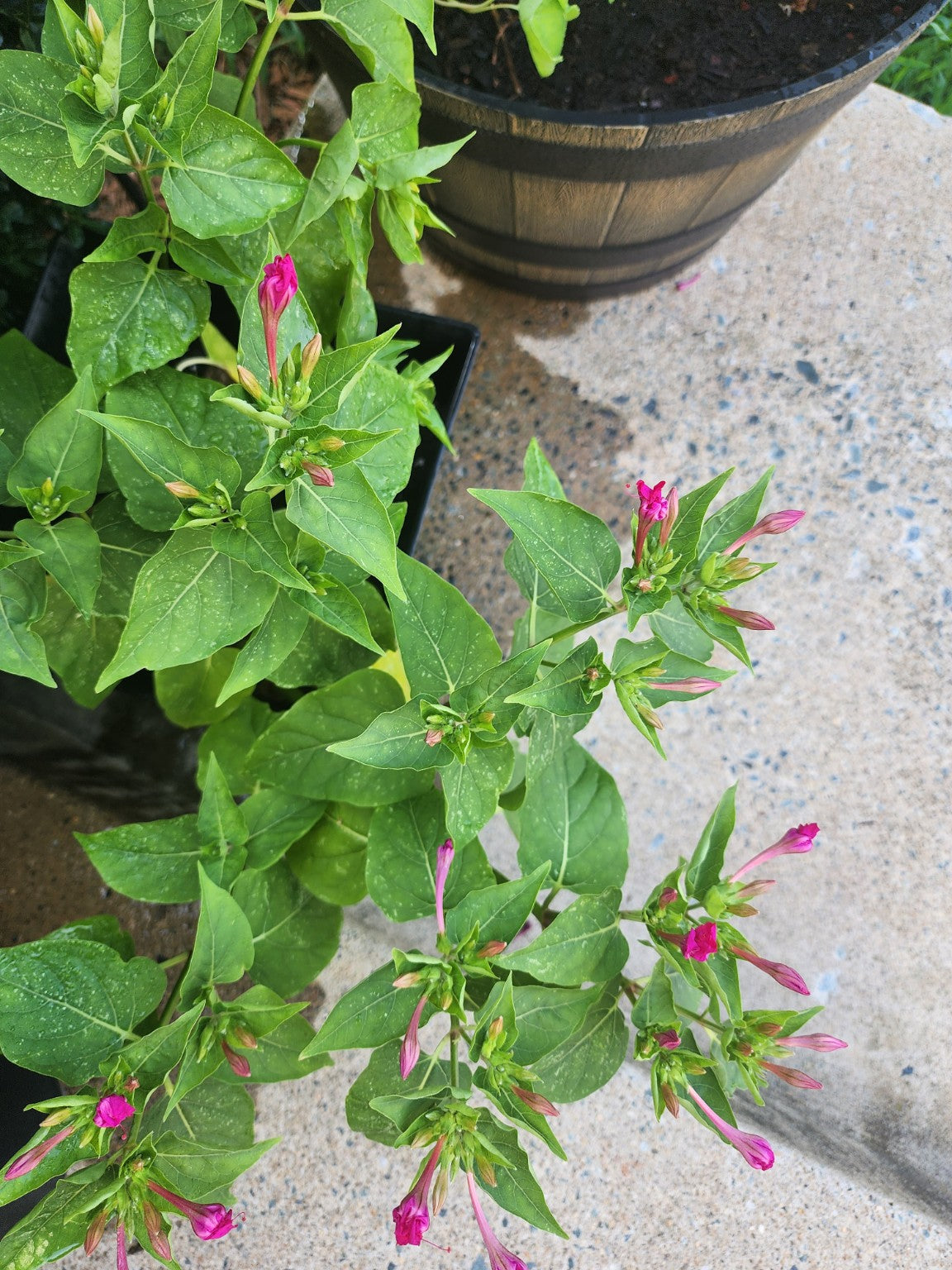 Four O'Clocks – Mixed Colors Seed