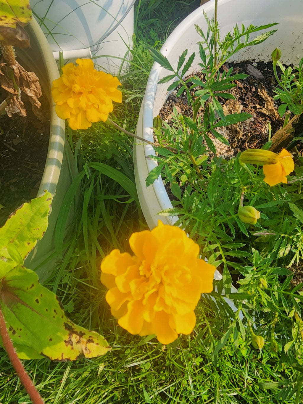 Marigold Garden Mix