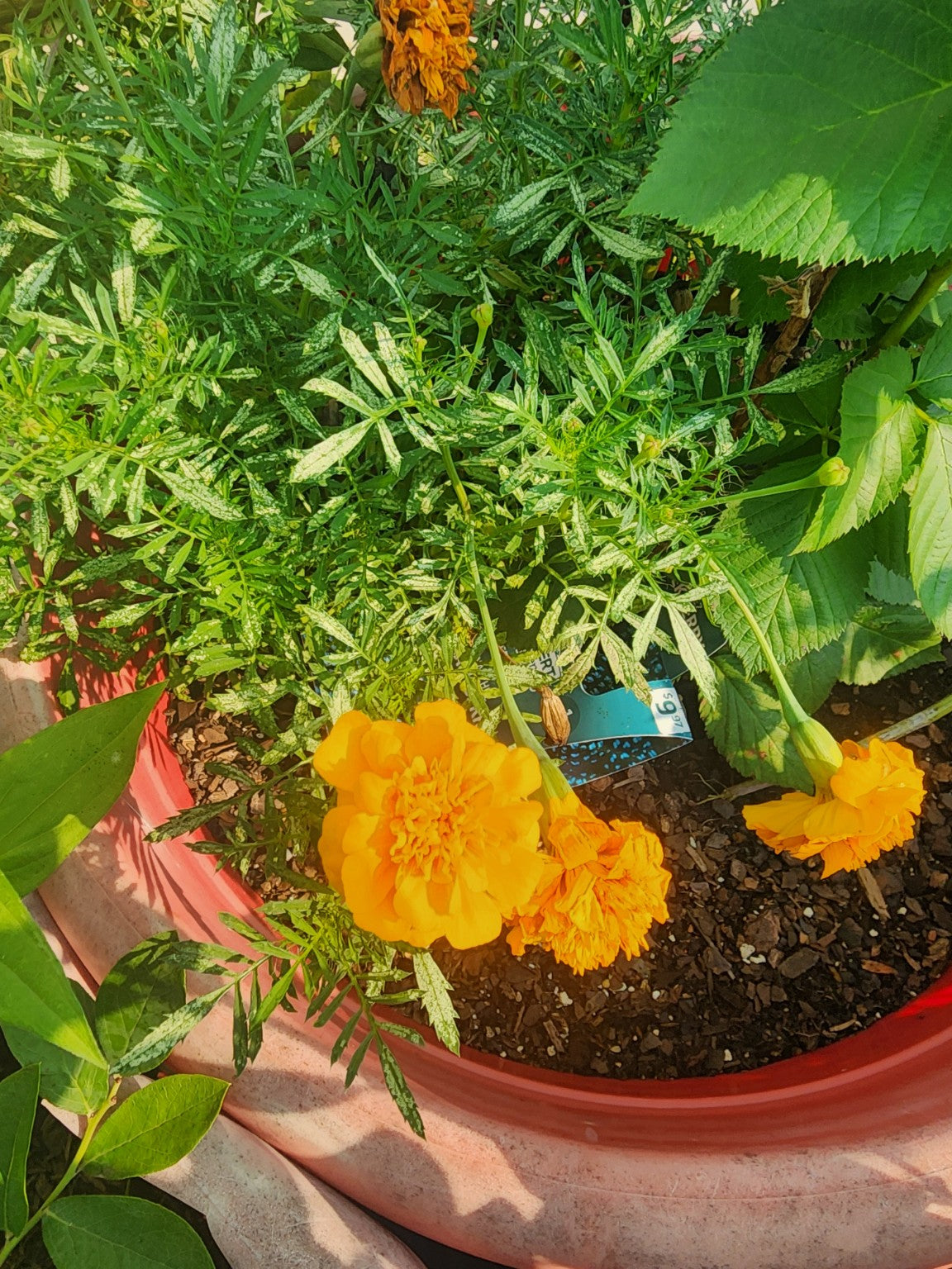 Marigold Garden Mix