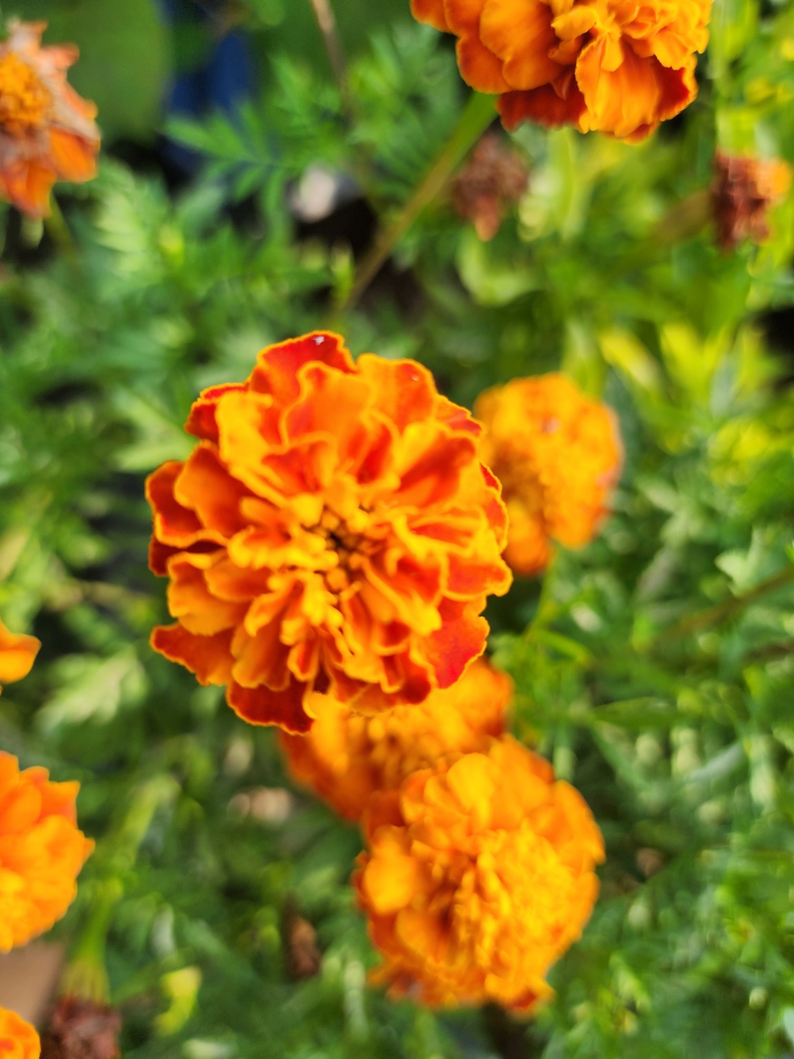 Marigold Garden Mix
